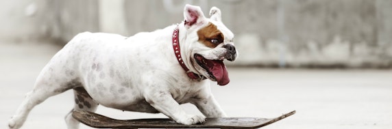 Hund Gutscheine & Angebote