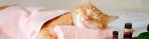 Katze: Gutscheine & Angebote